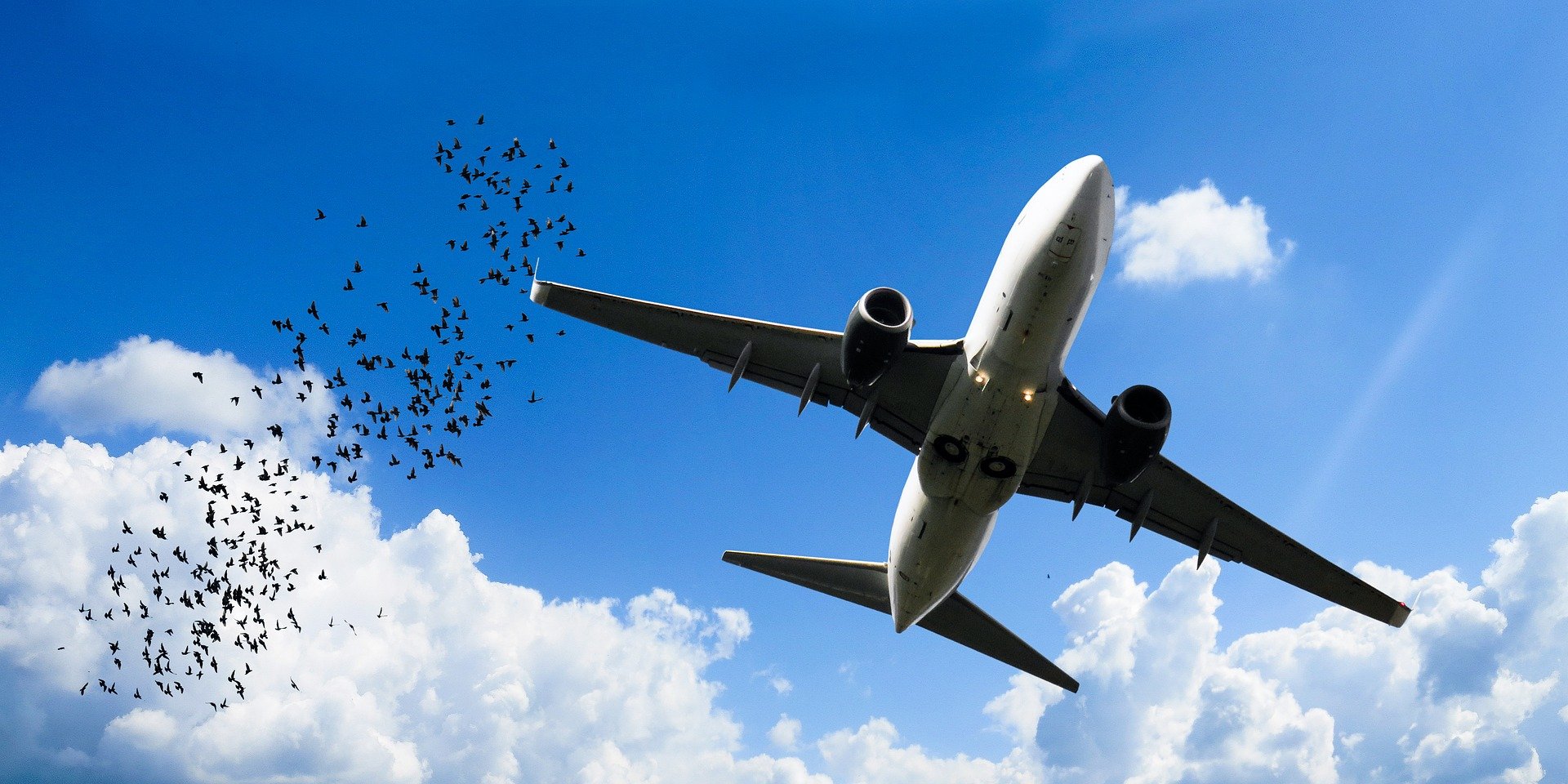 Impacto con aves. Procedimientos operacionales.